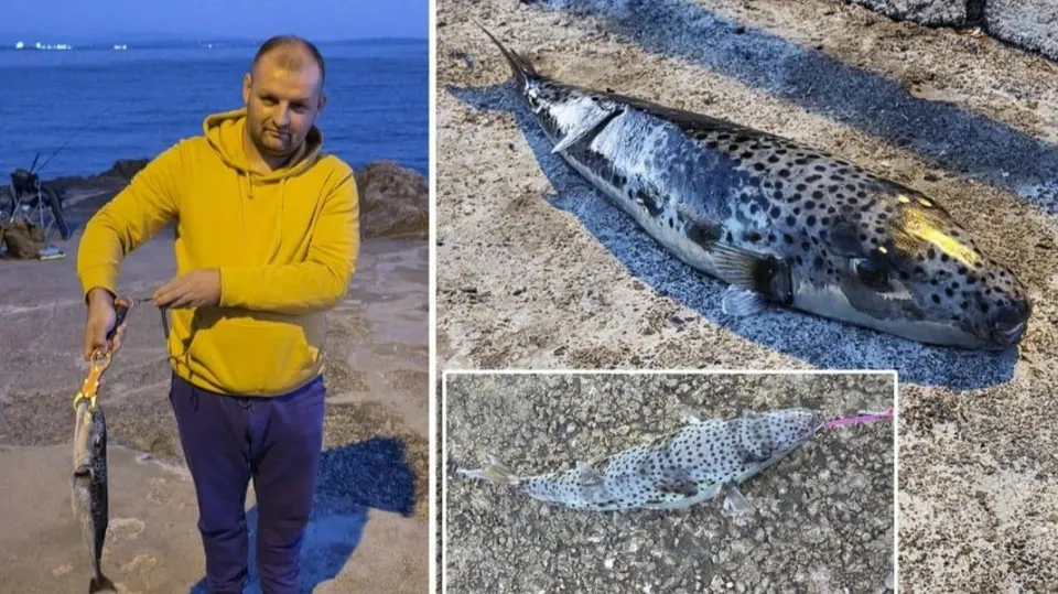 Ribar kod Rijeke iz mora izvukao jednu od najotrovnijih riba na svijetu