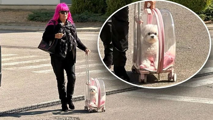 Zorica Brunclik na snimanje „Pinkovih zvezdi" stigla s kučetom u rancu s točkićima