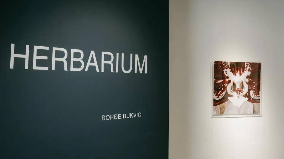 Izložba „Herbarium“ Đorđa Bukvića u Kragujevcu: biljke, tijelo i zamisljeni organizam
